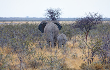 Obraz premium African elephants mother and baby - Etosha national park, Namibia
