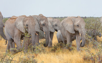 Naklejka na ściany i meble Group of African elephants walking - Etosha National Park, Namibia