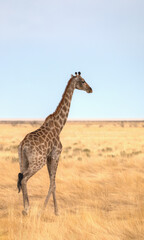 Naklejka na ściany i meble Giraffe walking in yellow grass on the Ethosa national park, Namibia