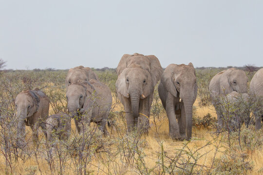 Group of African elephants walking -  Etosha National Park, Namibia