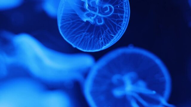 クラゲって英語でなんて言うの？ jellyfish 