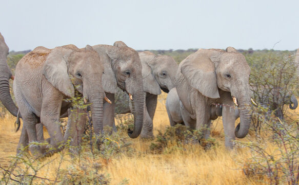 Group of African elephants walking -  Etosha National Park, Namibia