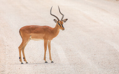 Black faced impala, Aepeceros melampus petersi in Ethosa National Park, Namibia