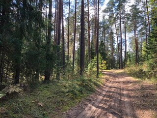 Fototapeta premium path in the forest