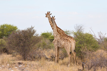 A couple of giraffes hug each other romantic moment love in Africa savanna - Ethosha national park, Namibia