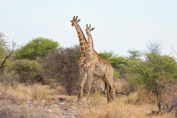 Naklejka na ściany i meble A couple of giraffes hug each other romantic moment love in Africa savanna - Ethosha national park, Namibia
