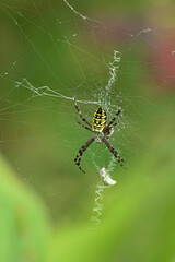 Wespenspinne (Argiope bruennichi) in ihrem Netz, Deutschland