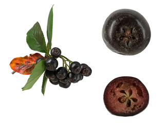 Apfelbeere (Aronia), Frucht, Blatt mit Herbstfärbung, Bildtafel, Nordamerika, Deutschland