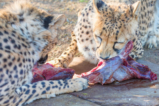 Cheetah eating its prey - Namibia