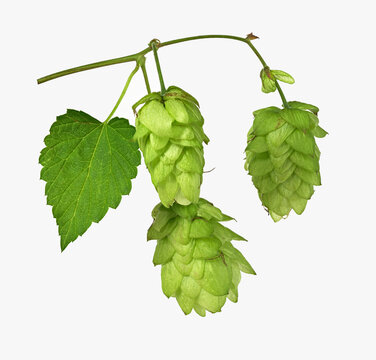 Hopfen (Humulus), Fruchtstand, weibliche Pflanze, Deutschland