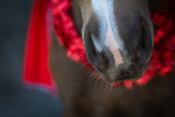 Pferdenase  © Petra Fischer