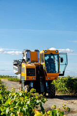 A mechanical grape harvesting machine in a vineyard.