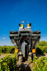 A mechanical grape harvesting machine in a vineyard.