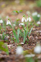 寄り添うスノードロップ