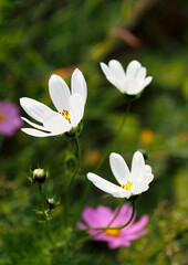 Beautiful flowers Cosmos on a natural background