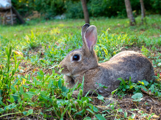 Close-up of a cute little rabbit wishing in the grass in summer. Cute pet, vertical photo, selective focus