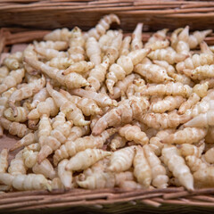 Crosnes du Japon.
