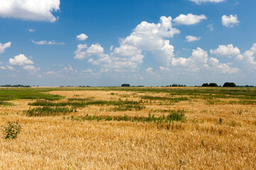 an agricultural field where cereals wheat are grown