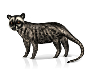 Fototapeta premium Illustration of The Asian palm civet or Luwak isolated on a white background. Details on the fur.