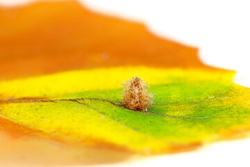 Kleine Buchenblatt-Gallmücke (Hartigiola annulipes), auf Blatt der Rotbuche (Fagus sylvatica),...