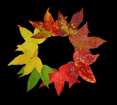 Amerikanischer Amberbaum (Liquidambar styraciflua), Bl&auml;tter mit Herbstf&auml;rbung, Kreis, Nordamerika, Deutschland