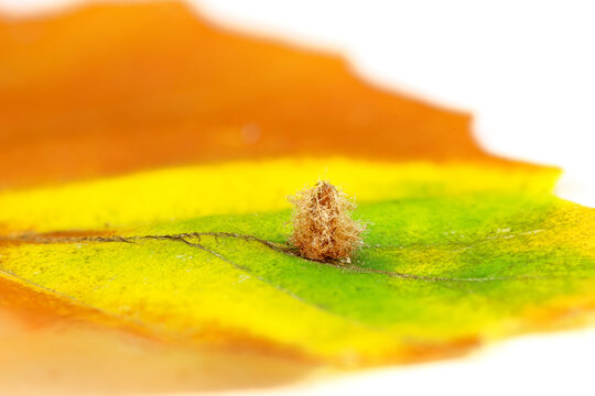 Kleine Buchenblatt-Gallm&uuml;cke (Hartigiola annulipes), auf Blatt der Rotbuche (Fagus sylvatica), Herbstf&auml;rbung, Deutschland