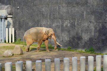 The Indian elephant (Elephas maximus indicus)