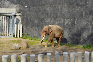 The Indian elephant (Elephas maximus indicus) - obrazy, fototapety, plakaty