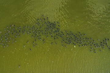 Flock of Great Cormorants Phalacrocorax carbo resting in calm water, Aerial view.
