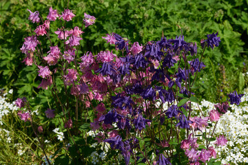 Gemeine Akelei oder Gewöhnliche Akelei (Aquilegia vulgaris)