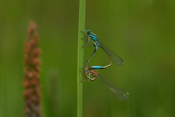 Blaue Federlibelle (Platycnemis pennipes) bei der Kopulation