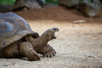 Fototapeta premium The Seychelles giant tortoise or aldabrachelys gigantea hololissa, also known as the Seychelles domed giant tortoise. Giant turtle in island Mauritius