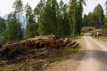 Fototapeta premium Logging of fir trees on Monte Ruke near Sauris di Sopra, Udine Province, Friuli-Venezia Giulia, north east Italy. Late September 
