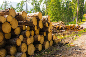 Logging of fir trees on Monte Ruke near Sauris di Sopra, Udine Province, Friuli-Venezia Giulia, north east Italy. Late September
