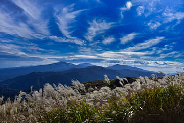 Japanese pampas grass and mountain ridge