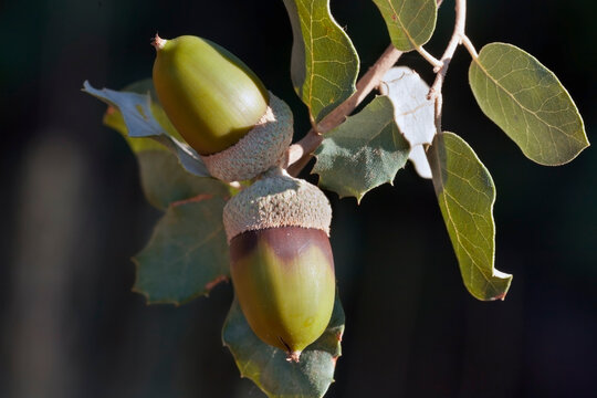 Bellotas en la Sierra de Cadalso. Madrid. Espa&ntilde;a. Europa.