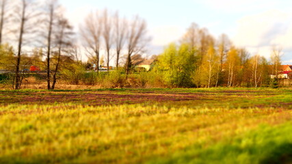 sunset in the field
