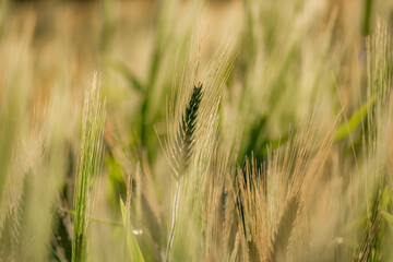Fototapeta premium field of wheat