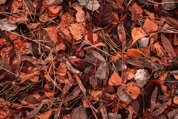 nature of steppes and rivers late autumn
