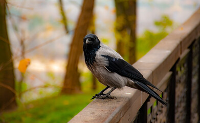 crow on a branch