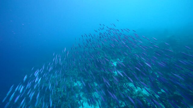 Seascape with School of Boga Fish in the coral reef of the Caribbean Sea, Curacao