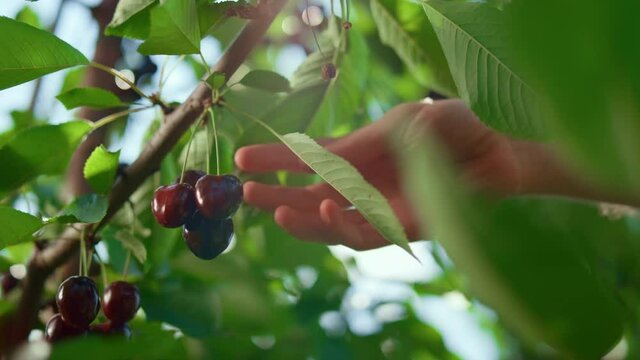 Gardener hand collecting cherry in sunlights on green ecological farm closeup 