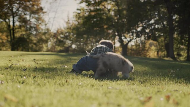 A two-year-old boy plays with a puppy on the lawn in the park.