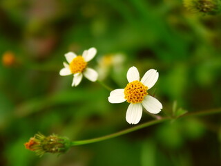 晩秋の土手に咲くコシロノセンダングサ