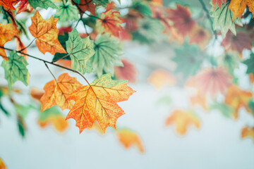Autumn leaves decorate a beautiful nature bokeh background with forest ground, Beautiful nature scene