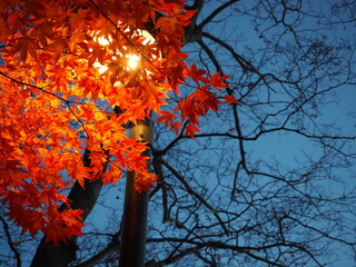 夜の電灯とモミジの葉