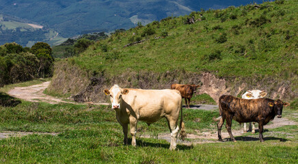 Rural landscape in southern Brazil.