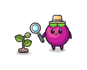 cute mangosteen herbalist researching a plants