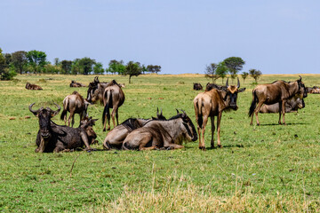 Fototapeta na wymiar Wildebeests (Connochaetes) at the Serengeti national park, Tanzania. Great migration. Wildlife photo