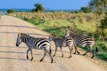 Fototapeta na wymiar Zebras (Hippotigris) at the Serengeti national park, Tanzania. Wildlife photo